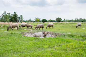 Obraz premium Group of buffaloes on the green field