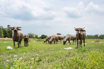Group of buffaloes on the green field