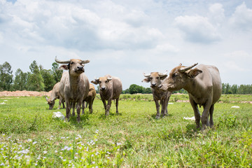 Group of buffaloes on the green field