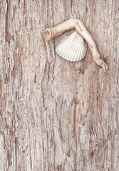 Seashell and dry branch on the old wood