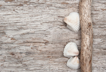 Seashells and dry branch on the old wood