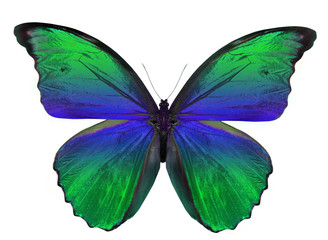 beautiful butterfly isolated on white