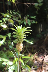 Young growing pineapple