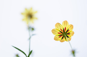 Cosmos sulphureus flower
