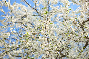 apple tree with many flowers
