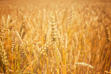 Golden wheat field