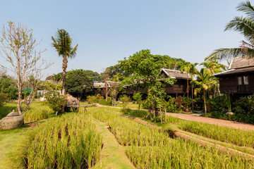 Fototapeta na wymiar Green rice field in the villa,Thailand