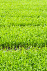 Rice Paddy
