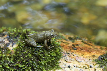 カジカガエル　-Buergeria buergeri  -