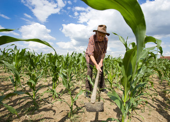 Weeding corn field with hoe - obrazy, fototapety, plakaty