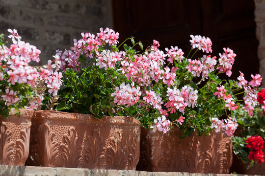 Blossoming geranium in a decorative box at a window