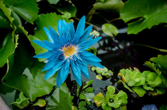 Fototapeta Blue lotus