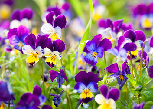 garden violet blooms profusely lilac flowers background