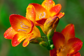 Fototapeta na wymiar Beautiful freesia flowers with water drops and green insect
