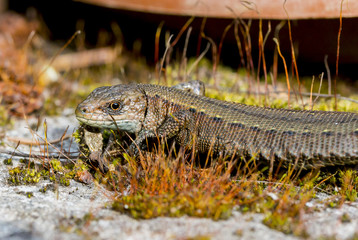 Viviparous lizard