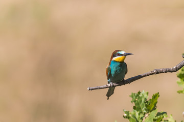portrait of bee-eater