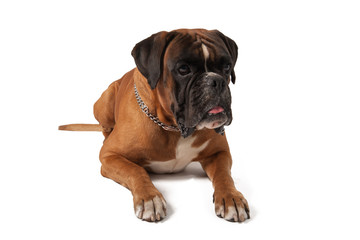 Deutscher Boxer - erschöpft