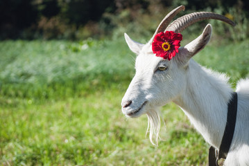 Funny goat's portrait
