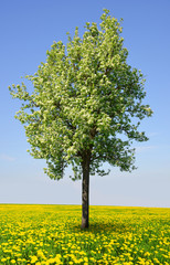 Fototapeta premium Blooming tree on dandelion field