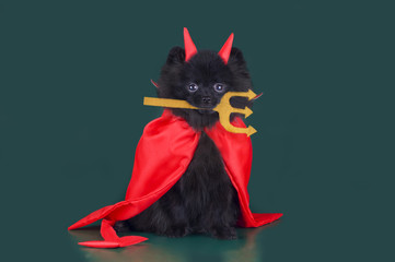 Pomeranian in a devil costume