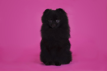 Black Pomeranian on a pink background