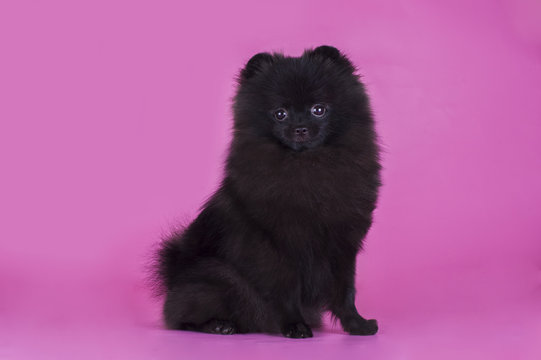 Black Pomeranian Images – Browse 10,640 Stock Photos, Vectors, and Video |  Adobe Stock