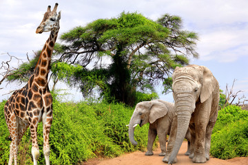 Giraffe and elephants in Kruger park South Africa - obrazy, fototapety, plakaty