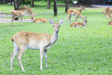 deer in green field
