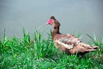 Brown Muscovy Duck on a grass