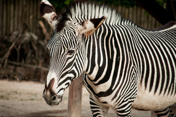 Zebra in Lisbon Zoo