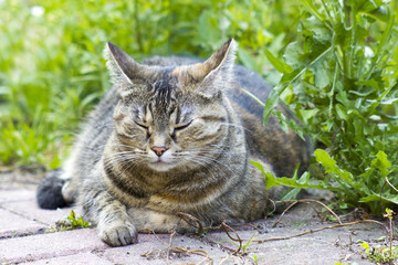 Cat resting in the garden