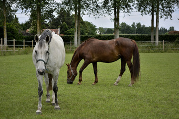 Fototapeta premium chevaux 043