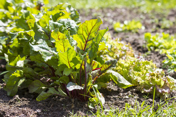 growing beetroot on the vegetable bed