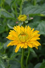 Gelbe Blüte öffnet sich