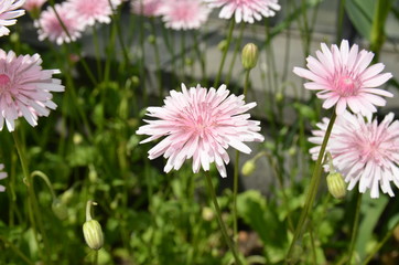 Rosa Blüten