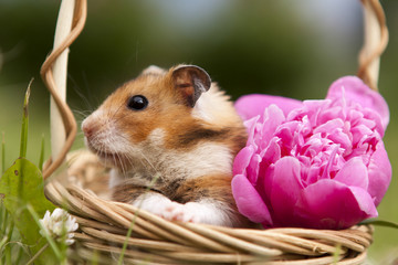 Little hamster in a basket with flowers