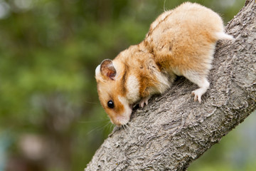 Hamster on a tree