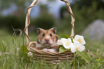Little hamster in a basket with flowers