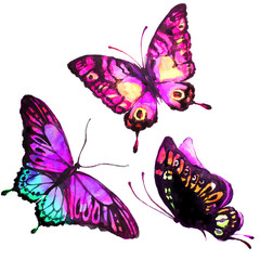 butterflies design