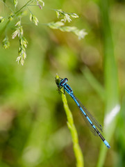 blaue Libelle im Gras - Becherjungfer - 2