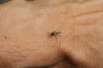 bad mosquito stings a man's arm