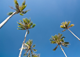 Coconut palm on the blue sky