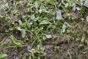 Rotten grass  garbage