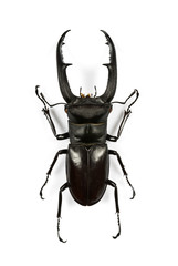Male stag-beetle isolated on white background