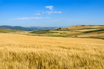 Fototapeta na wymiar Sardegna, campi di grano in Trexenta