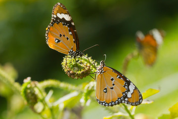 Beautiful butterfly on green background.