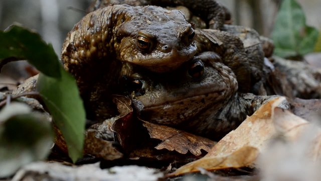 common toad , rospo, Bufo bufo