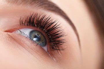 Fototapeta premium Woman Eye with Long Eyelashes. Eyelash Extension