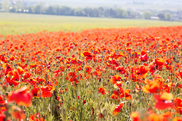 Nice field of red poppy flowers