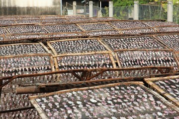 Drying squids in Thailand